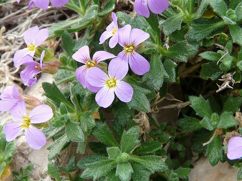 Aubretia columnae e Inula verbascifolia in habitat
